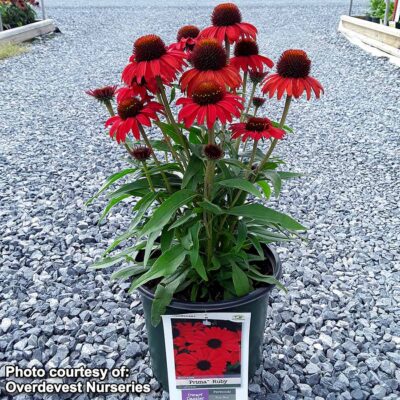 Echinacea PRIMA™ 'Ruby'