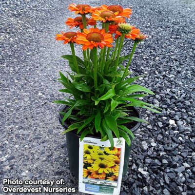 Echinacea PRIMA™ 'Saffron'