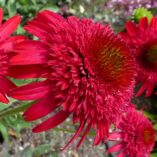 Echinacea SUNNY DAYS™ 'Ruby'