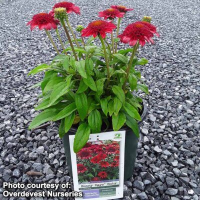Echinacea SUNNY DAYS™ 'Ruby'