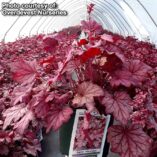 Heuchera 'Berry Smoothie'