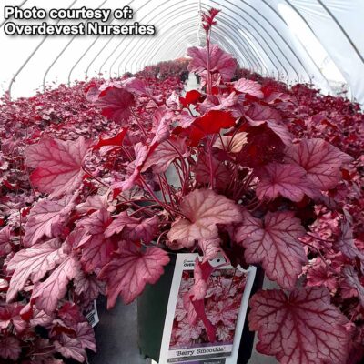 Heuchera 'Berry Smoothie'