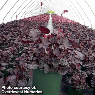 Heuchera 'Black Forest Cake'