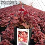 Heuchera 'Cherry Cola'