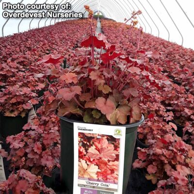 Heuchera 'Cherry Cola'