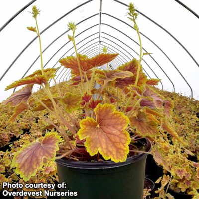 Heuchera 'Delta Dawn'