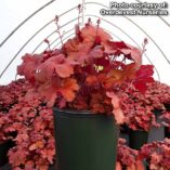 Heuchera 'Fire Alarm'