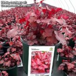 Heuchera 'Fire Chief'