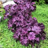 Heuchera FOREVER® 'Purple'