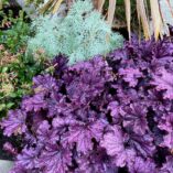 Heuchera FOREVER® 'Purple'