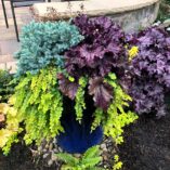 Heuchera FOREVER® 'Purple'