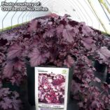 Heuchera FOREVER® 'Purple'