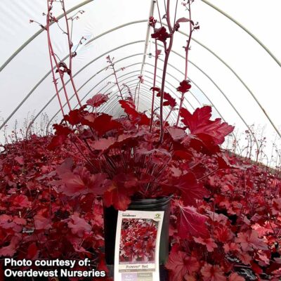 Heuchera FOREVER® 'Red'