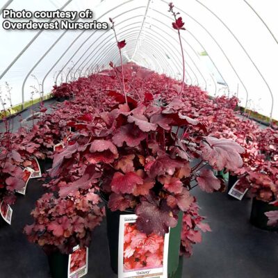 Heuchera 'Galaxy'