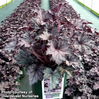 Heuchera GRANDE™ 'Amethyst'