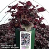 Heuchera GRANDE™ 'Black'