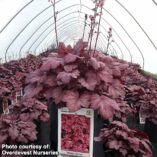 Heuchera 'Grape Soda'