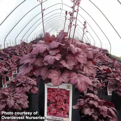 Heuchera 'Grape Soda'