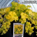 Heuchera 'Lemon Supreme'