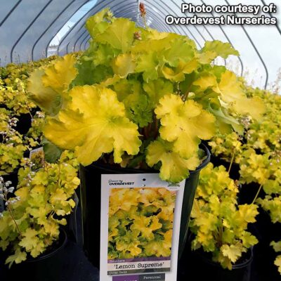 Heuchera 'Lemon Supreme'