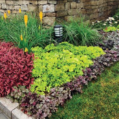 Heuchera 'Lime Marmalade'