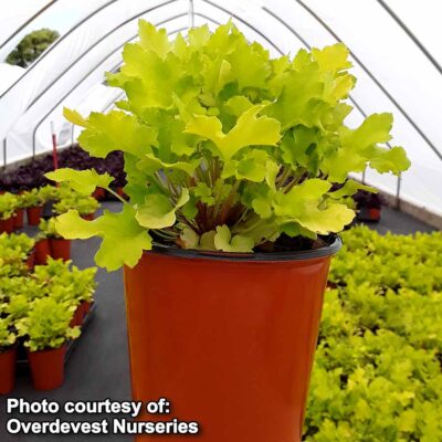 Heuchera 'Lime Marmalade'