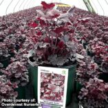 Heuchera 'Midnight Rose'