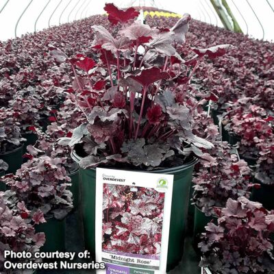 Heuchera 'Midnight Rose'