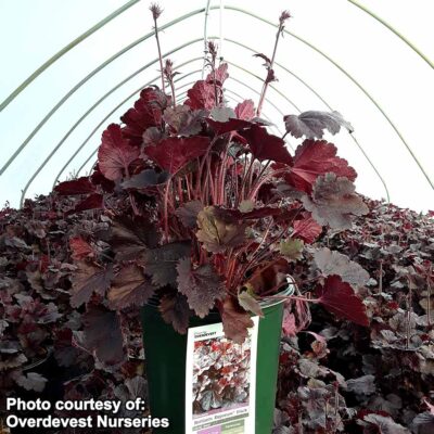 Heuchera NORTHERN EXPOSURE™ 'Black'