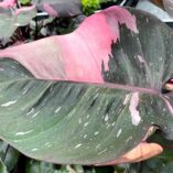 Philodendron 'Pink Princess'