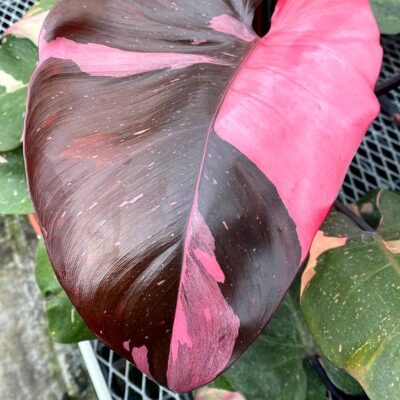 Philodendron 'Pink Princess'