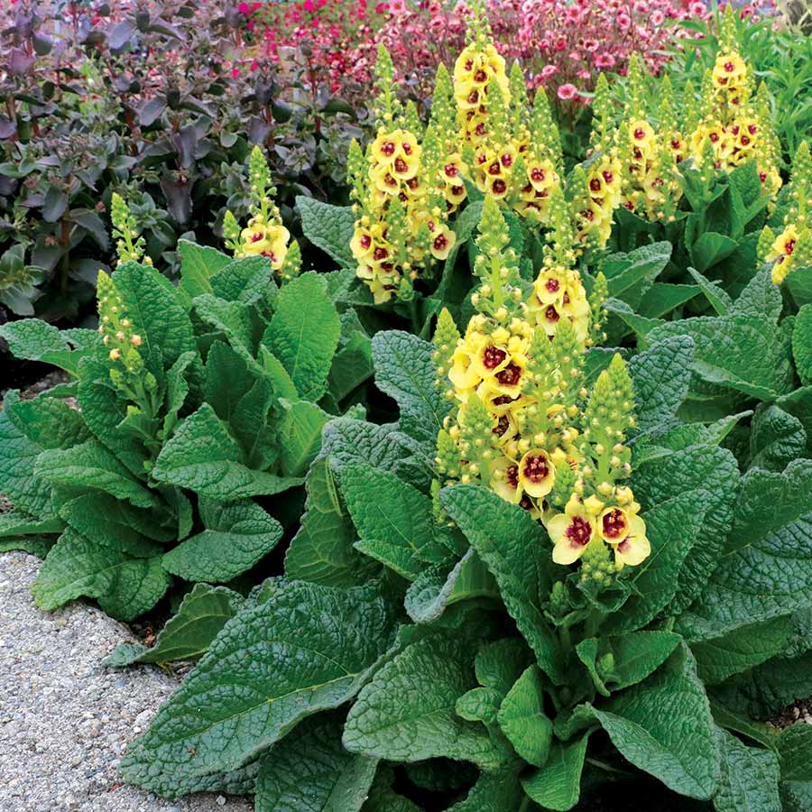 Verbascum 'Dark Eyes'