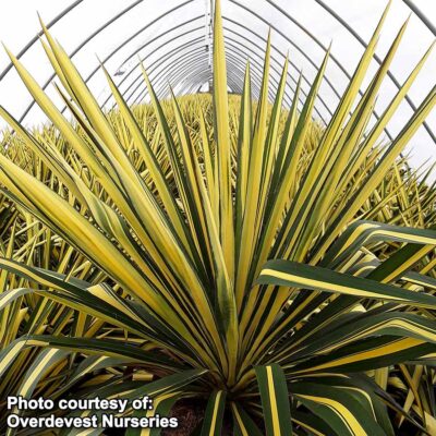 Yucca 'Color Guard'