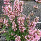 Agastache 'Pink Pearl'