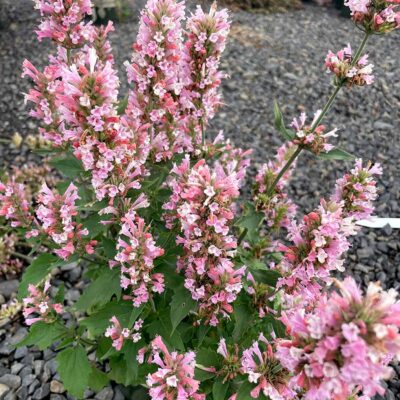 Agastache 'Pink Pearl'