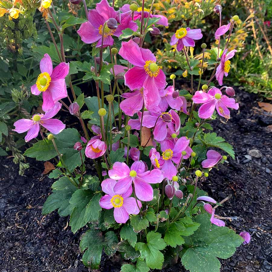 Anemone SATIN DOLL™ 'Glow'