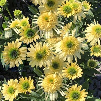 Echinacea SUN DIAL™ 'Zenith'