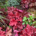 Heuchera 'Fire Chief'