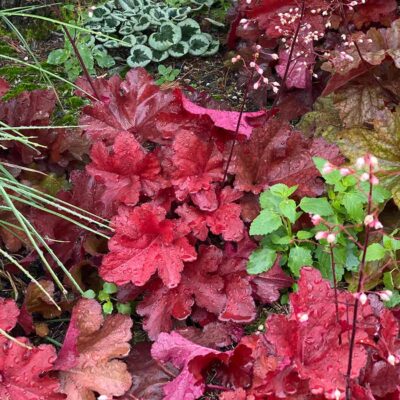 Heuchera 'Fire Chief'