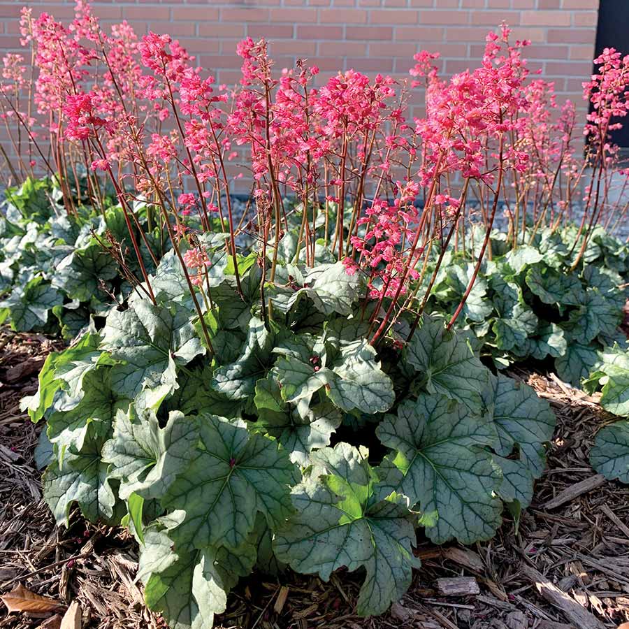 Heuchera LITTLE CUTIES™ 'Shimmer'