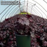 Heuchera NORTHERN EXPOSURE™ 'Purple'