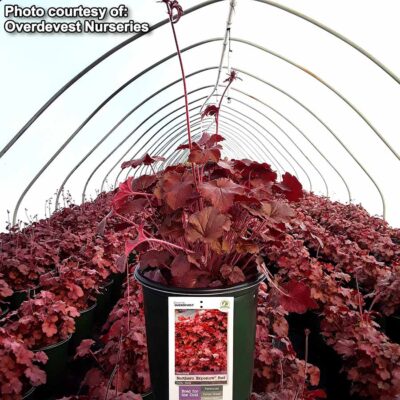 Heuchera NORTHERN EXPOSURE™ 'Red'