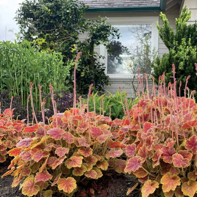 Heuchera NORTHERN EXPOSURE™ 'Sienna'