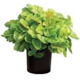 Heuchera NORTHERN EXPOSURE™ 'Sienna'