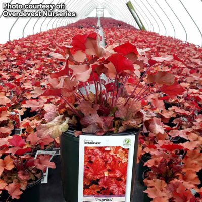 Heuchera 'Paprika'