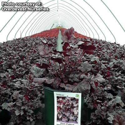 Heuchera 'Plum Pudding'