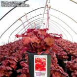 Heuchera 'Rio'