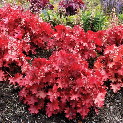 Heuchera 'Ruby Tuesday'