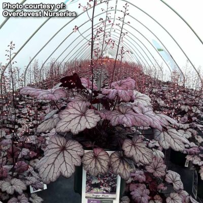 Heuchera 'Sugar Plum'