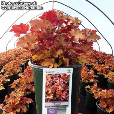 Heuchera 'Zipper'